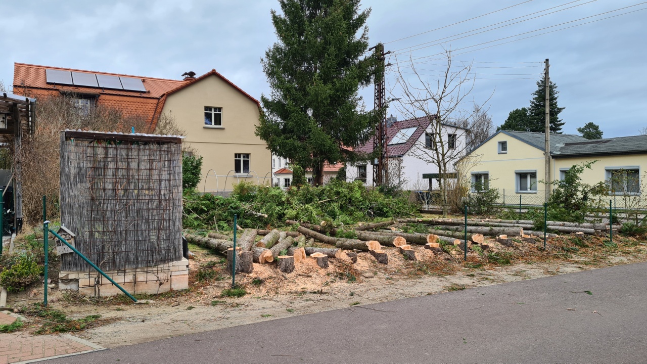 Die Lebensb&auml;ume liegen um.