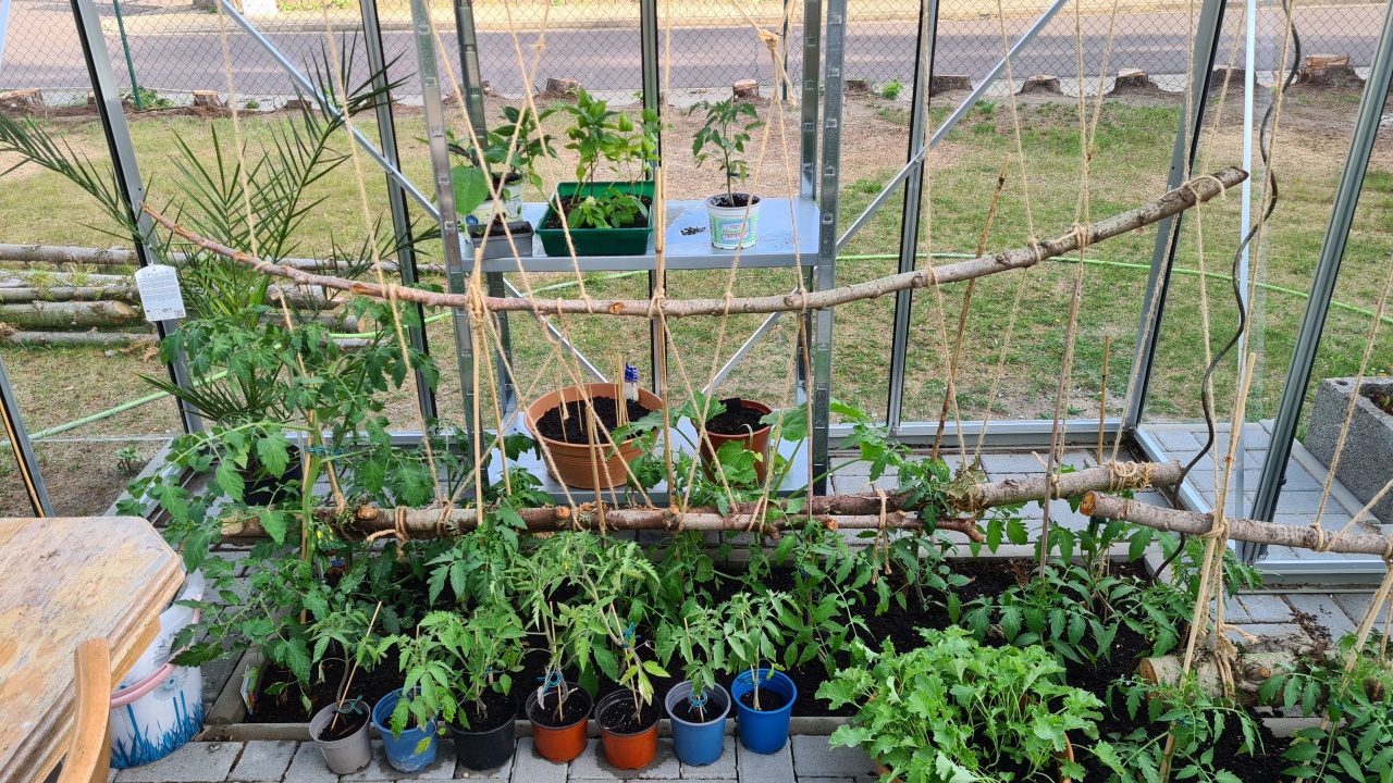 Rankhilfen aus Lebensb&auml;umen